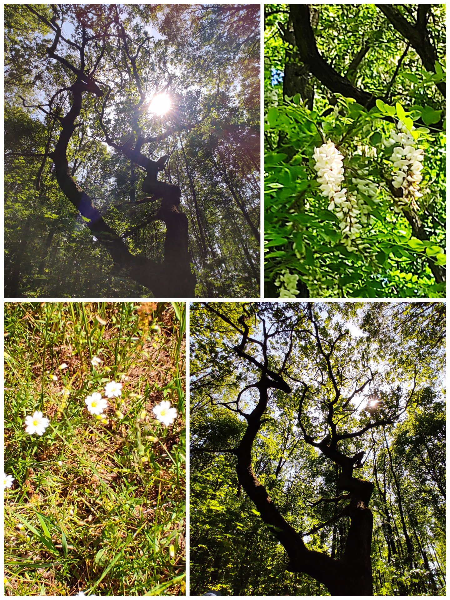 Kolaż złożony z czterech zdjęć. Na dwóch z nich widnieje drzewo, przez gałęzie którego przedziera się słońce, pozostałe przedstawiają polne kwiaty i kwitnące drzewo akacji.