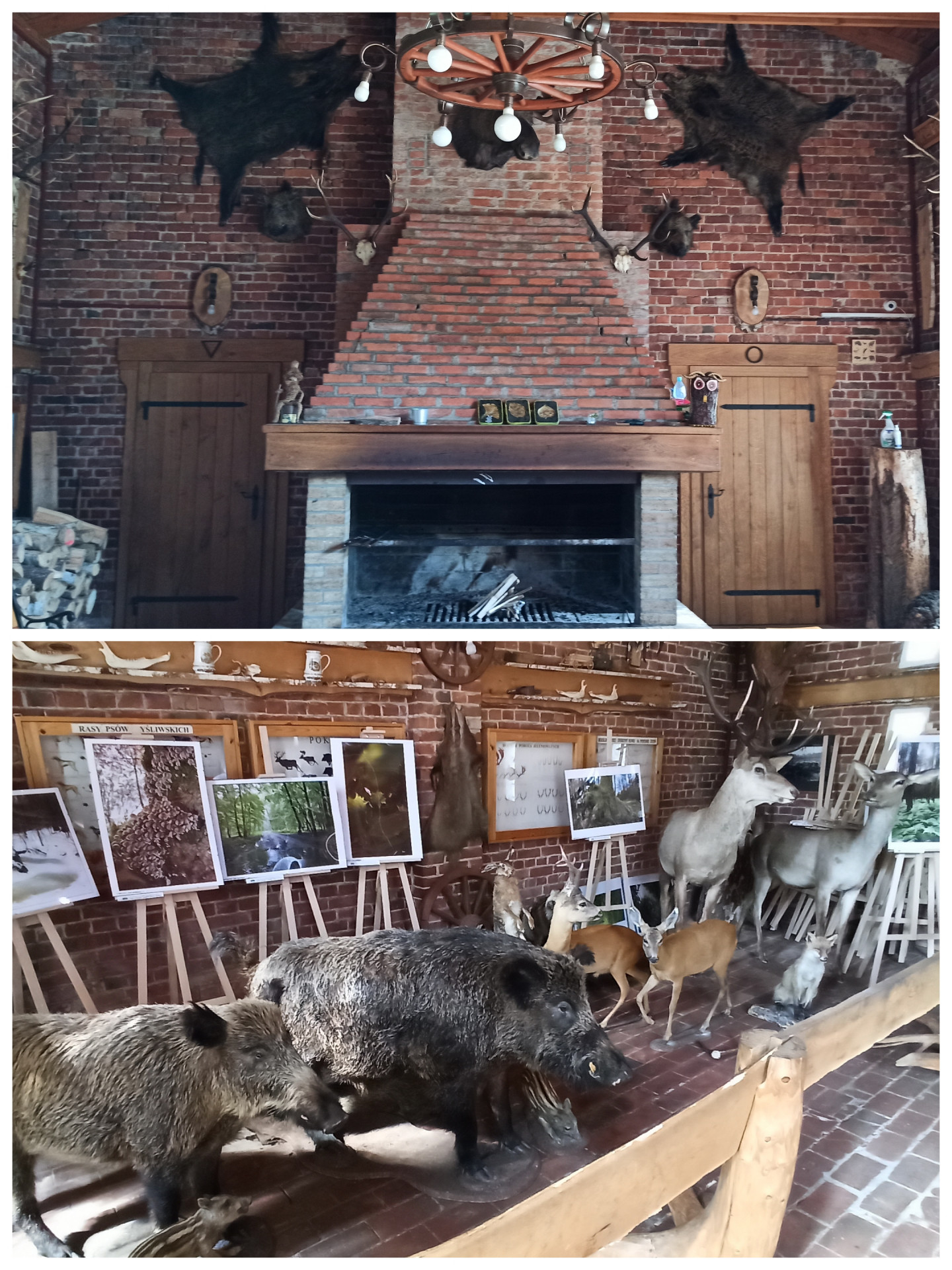 Kolaż z dwóch zdjęć, na których ukazane jest wnętrze izby edukacji leśnej. Na pierwszym zdjęciu – murowany kominek, a na drugim – eksponaty zwierząt, obrazy i gabloty tematyczne. 